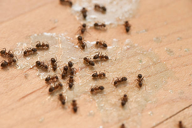 Best Flea Control Services  in Shippensburg University, PA